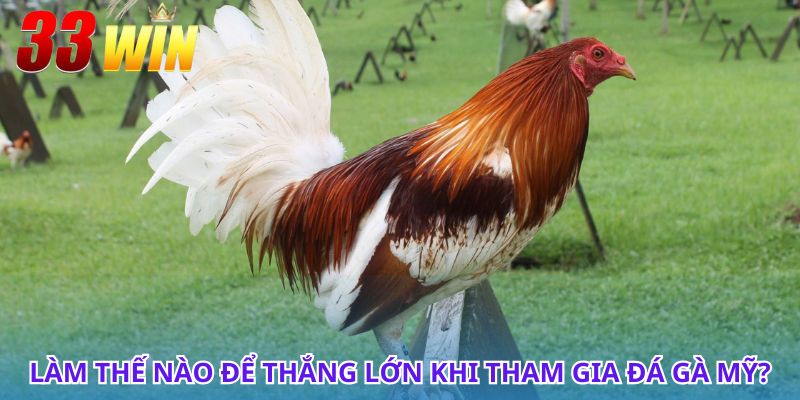 Bí quyết chọn giống gà chuẩn khi chơi đá gà Mỹ