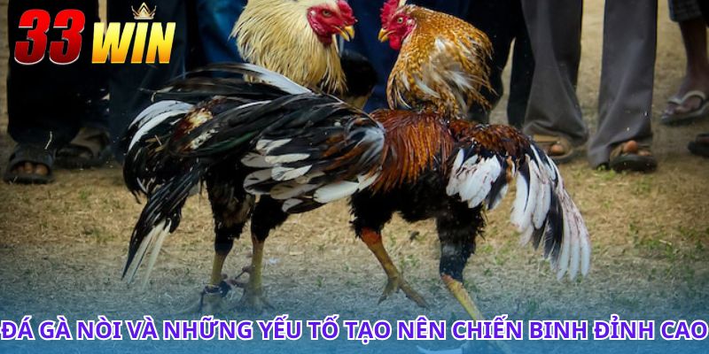 Đá Gà Nòi - Nét Văn Hóa Truyền Thống Dân Gian Việt Nam 2 Bí quyết huấn luyện gà nòi để chiến thắng trong mọi trận đấu