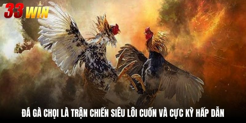 Đá gà chọi là trận chiến siêu lôi cuốn và cực kỳ hấp dẫn