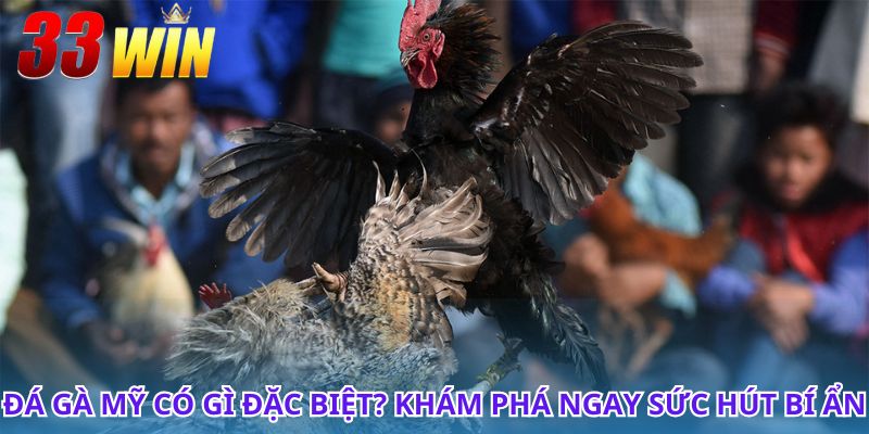 Đá gà Mỹ và những trận đấu mãn nhãn không thể bỏ lỡ