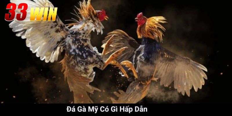 Đá Gà Mỹ - Thống Kê Các Giống Gà Và Luật Chơi Cho Kê Thủ 1 Đá Gà Mỹ - Khi Sức Mạnh Và Tốc Độ Chinh Phục Đỉnh Cao