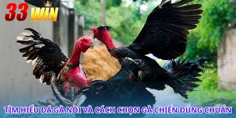 Đá Gà Nòi - Nét Văn Hóa Truyền Thống Dân Gian Việt Nam 3 Đá gà nòi và những kỹ thuật giúp gà chiến đánh bại đối thủ