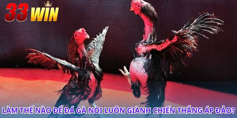 Đá Gà Nòi - Nét Văn Hóa Truyền Thống Dân Gian Việt Nam 4 Đá gà nòi và những yếu tố quyết định trận đấu thắng lớn