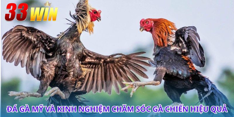 Tìm hiểu đá gà Mỹ và cách nhận biết gà chiến đỉnh cao