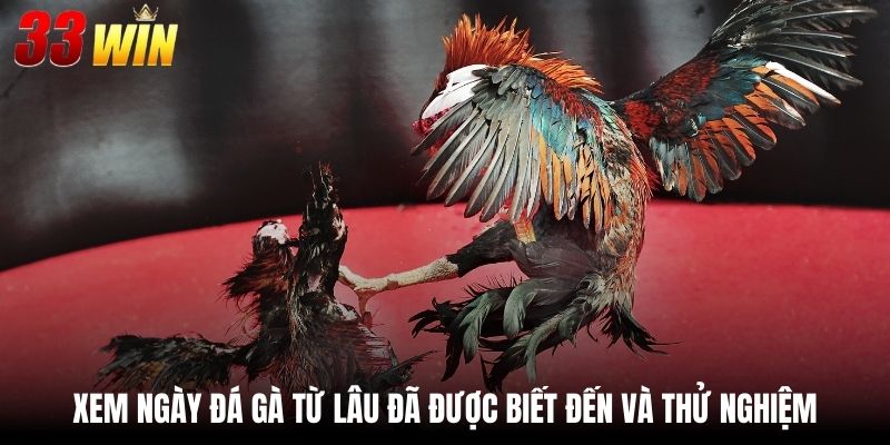 Xem Ngày Đá Gà 33Win - Thông Tin Cập Nhật 24/7 Chuẩn Xác 2 Xem ngày đá gà từ lâu đã được biết đến và thử nghiệm